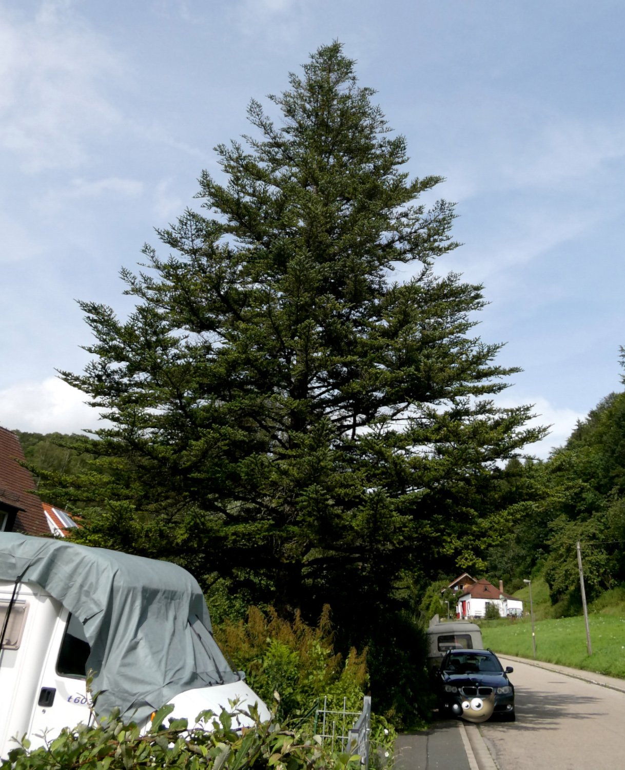 Abies homolepis - Pommelsbrunn - Aug. 2024