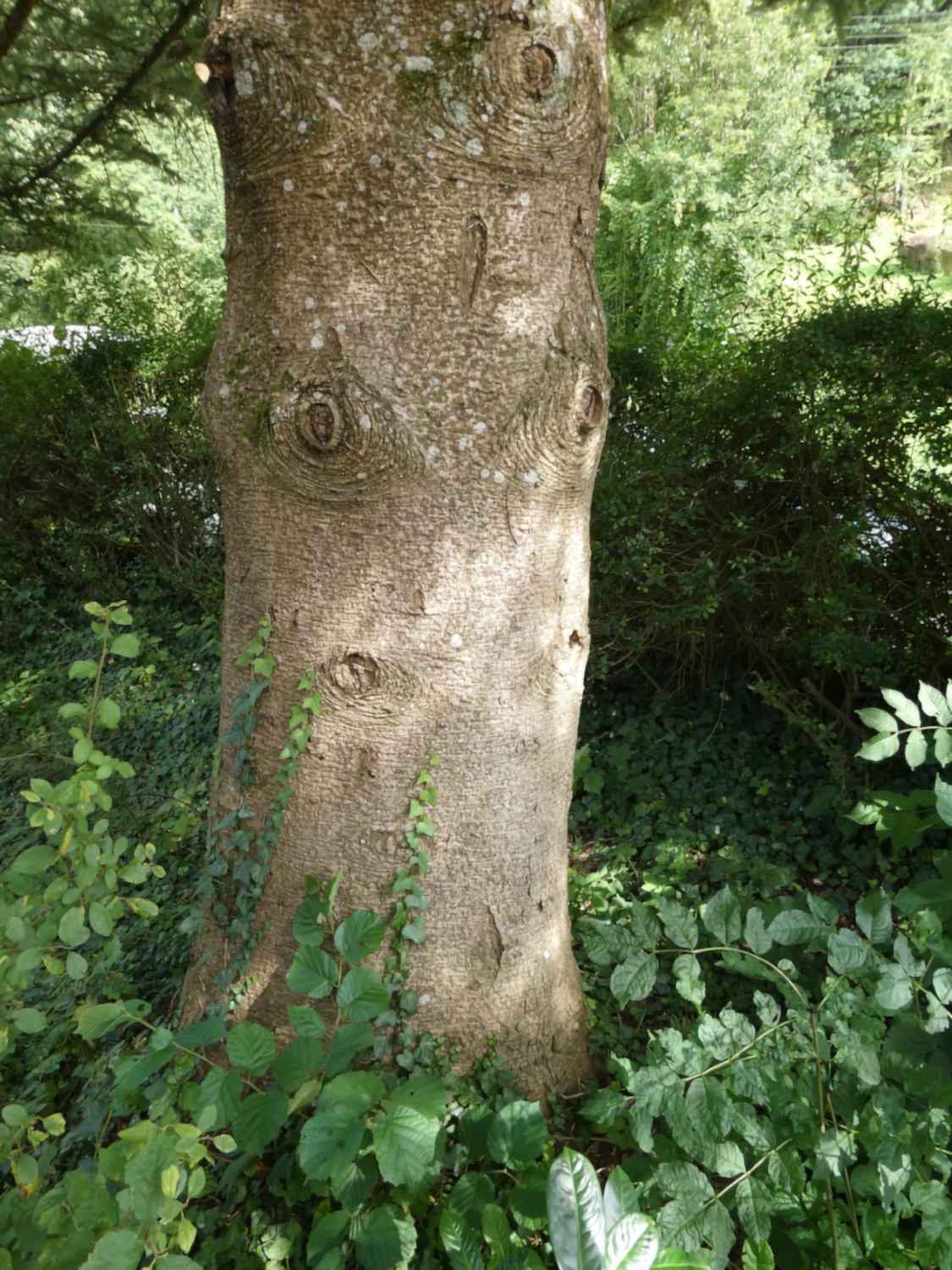 Abies homolepis - Pommelsbrunn - Aug. 2024