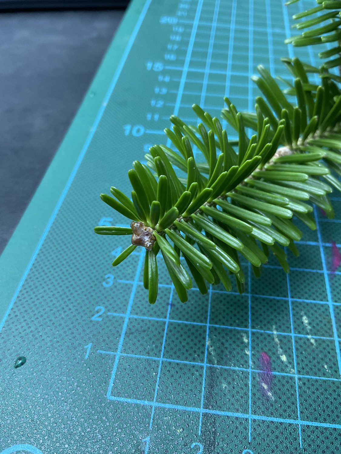 Abies homolepis - Pommelsbrunn - Aug. 2024