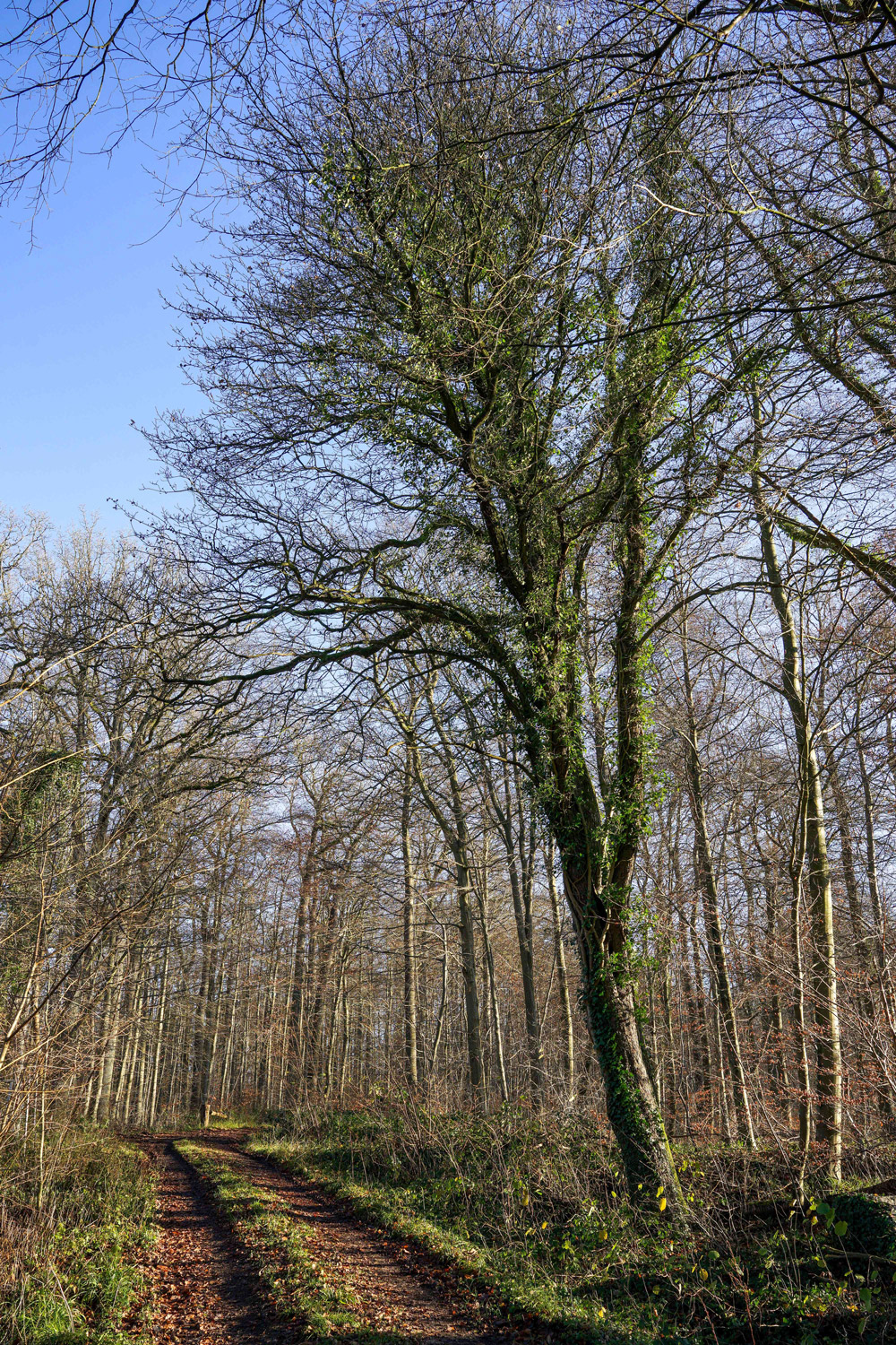 Sorbus torminalis, Habitus - Nüchel - Dez. 2024
