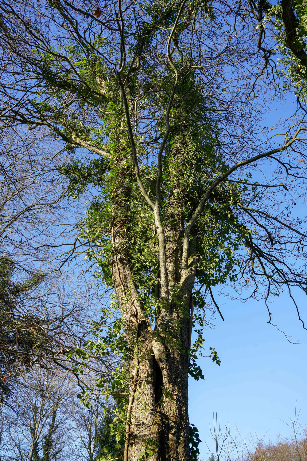 Sorbus torminalis, Habitus - Nüchel - Dez. 2024