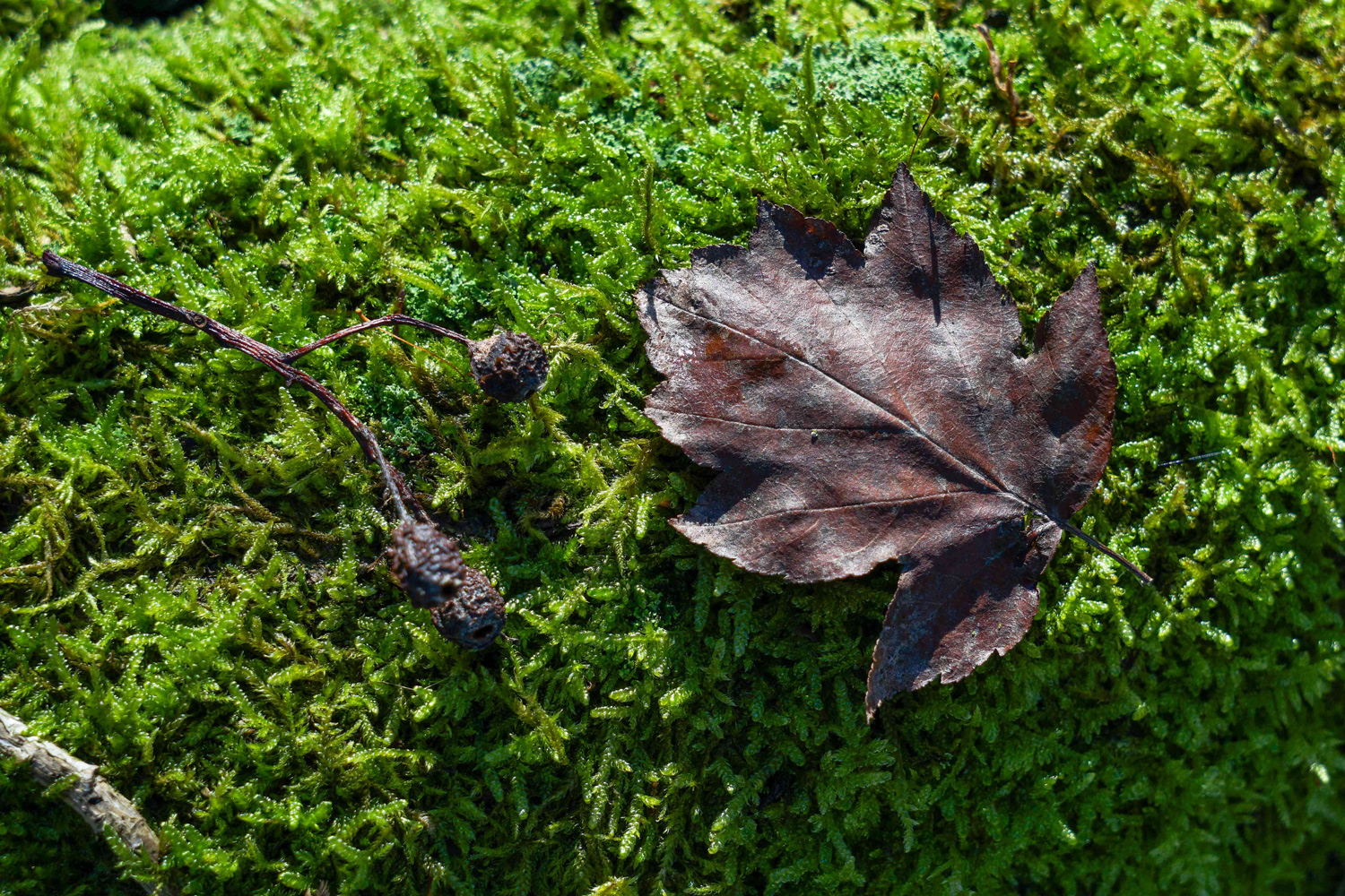 Sorbus torminalis, Habitus - Nüchel - Dez. 2024