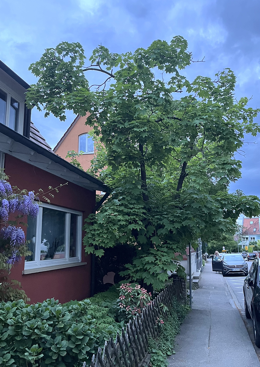 Kalopanax septemlobus - Ostfildern-Kemnat - Mai 2025