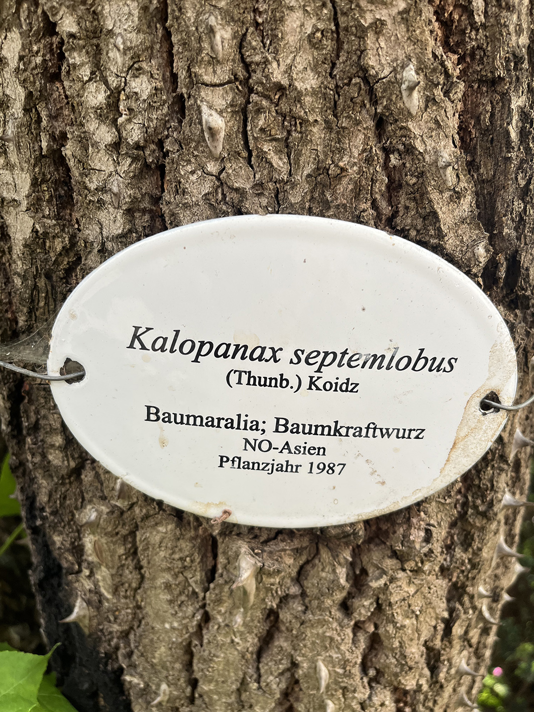 Kalopanax septemlobus, Stamm mit Dornen und Schild - Ostfildern-Kemnat - Mai 2025