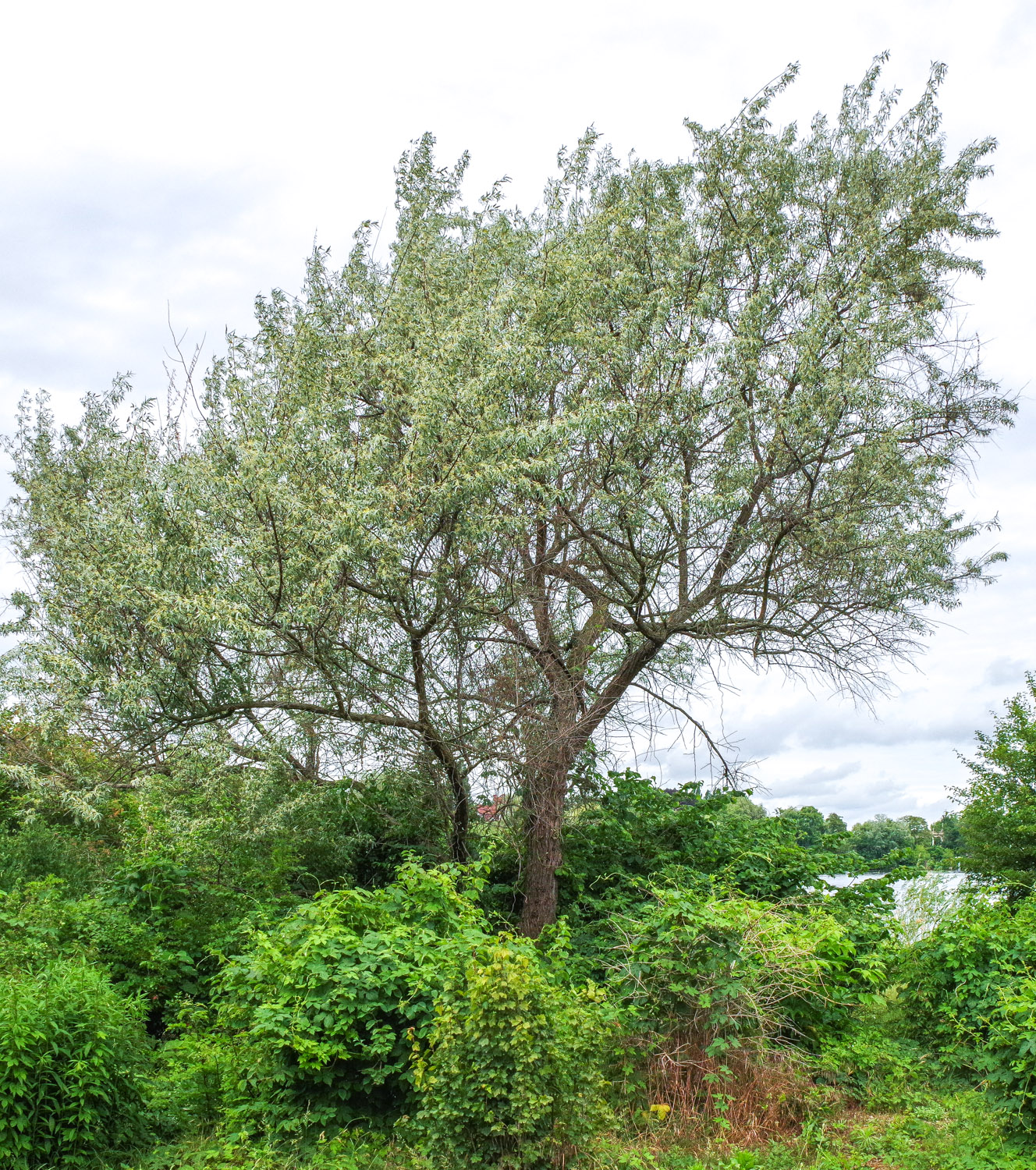 Elaeagnus angustifolia - Pfaueninsel - Juni 2025