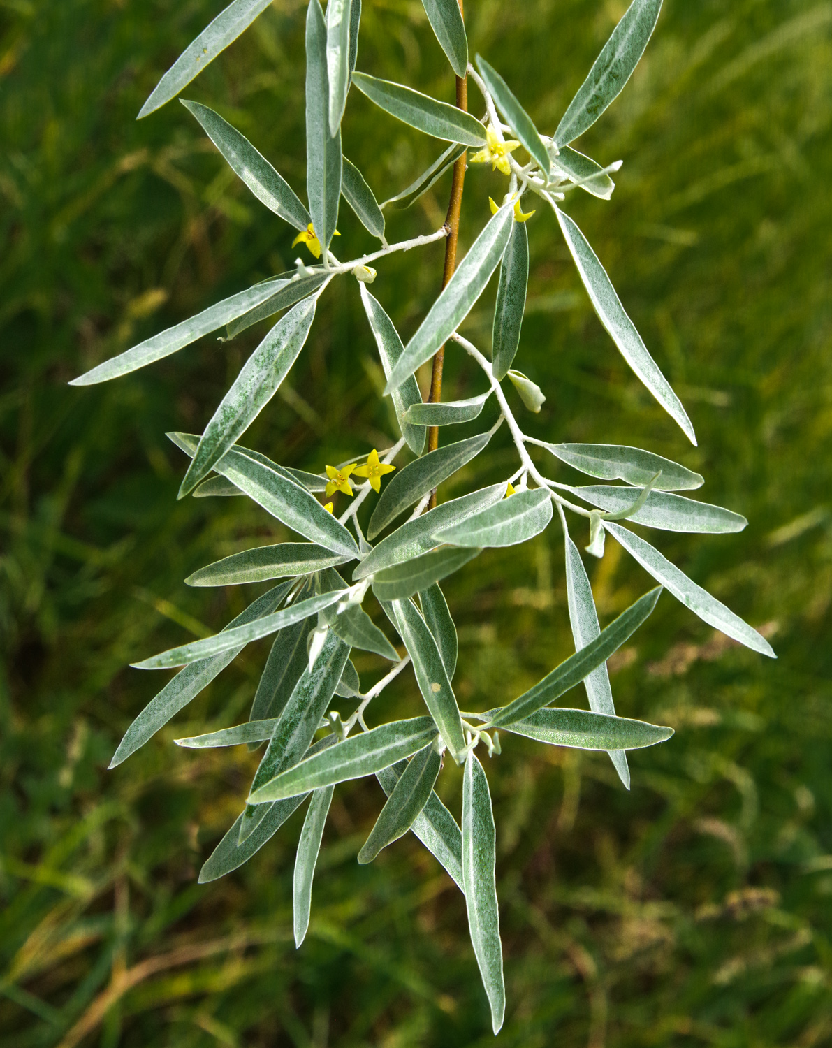 Elaeagnus angustifolia - Pfaueninsel - Juni 2025