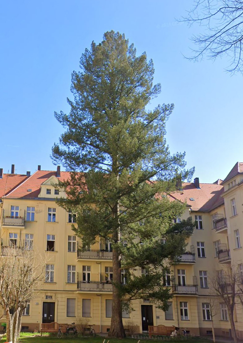 Pseudotsuga menziesii - Berlin-Tempelhof - März 2025
