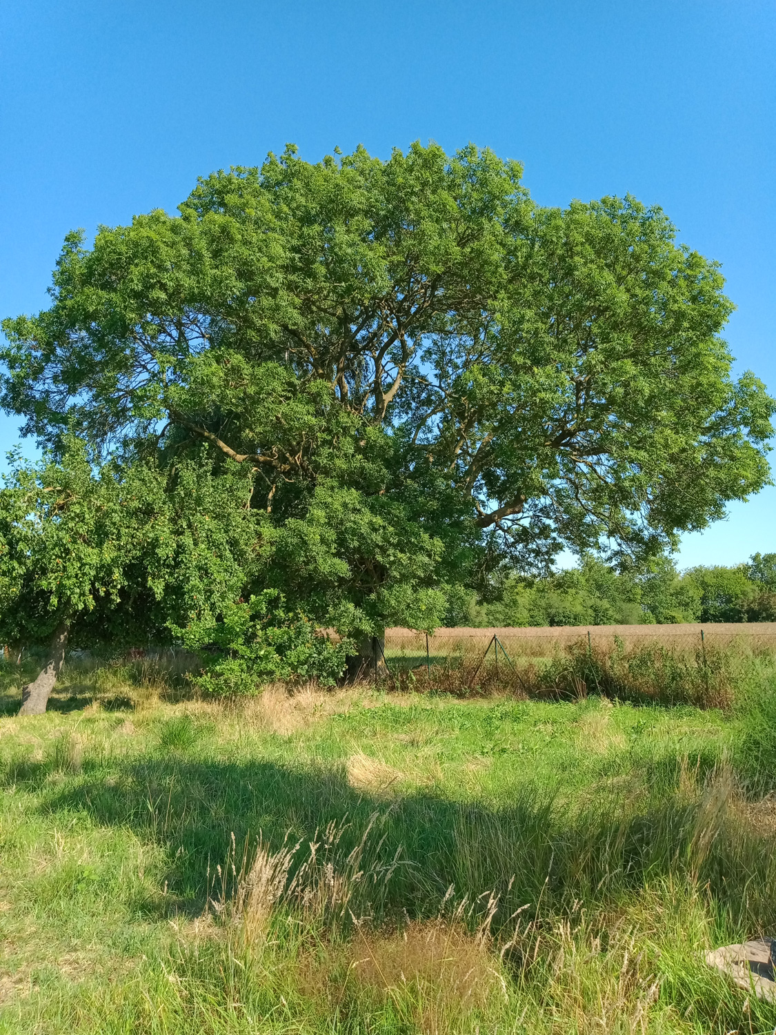 Fraxinus excelsior, Blick nach Südwest - Steffenshagen - Juli 2025
