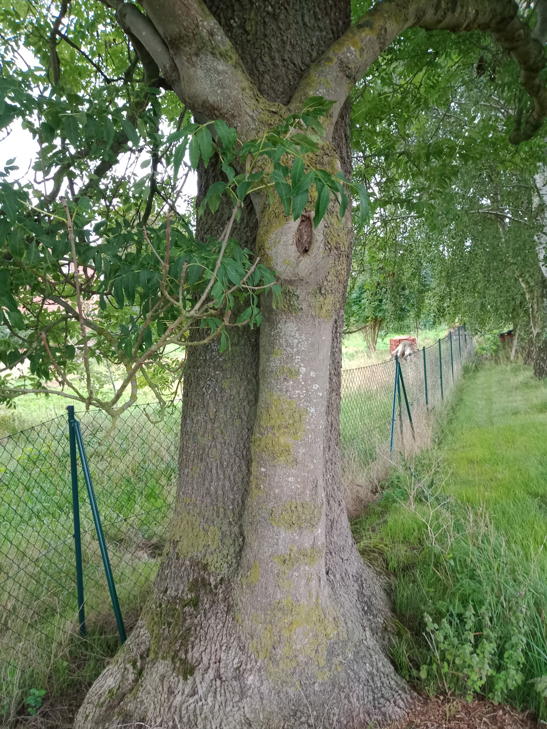 Fraxinus excelsior, Blick nach Südwest - Steffenshagen - Juli 2025