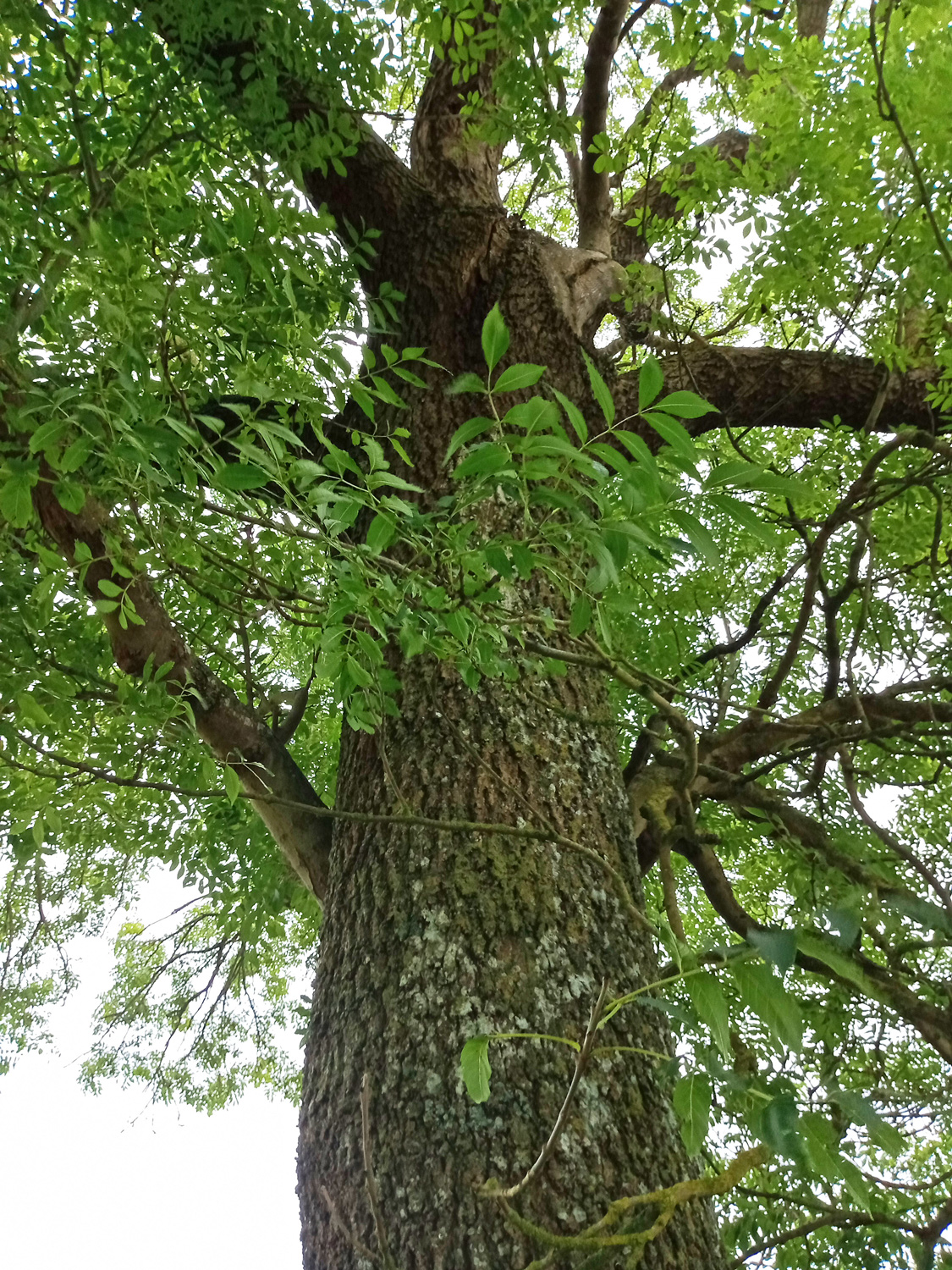 Fraxinus excelsior - Steffenshagen - Juli 2025