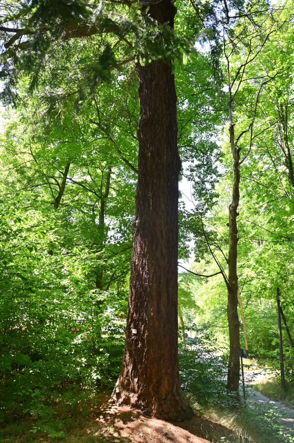 Pseudotsuga menziesii - Friedrichroda, Krankenhaus - 2022