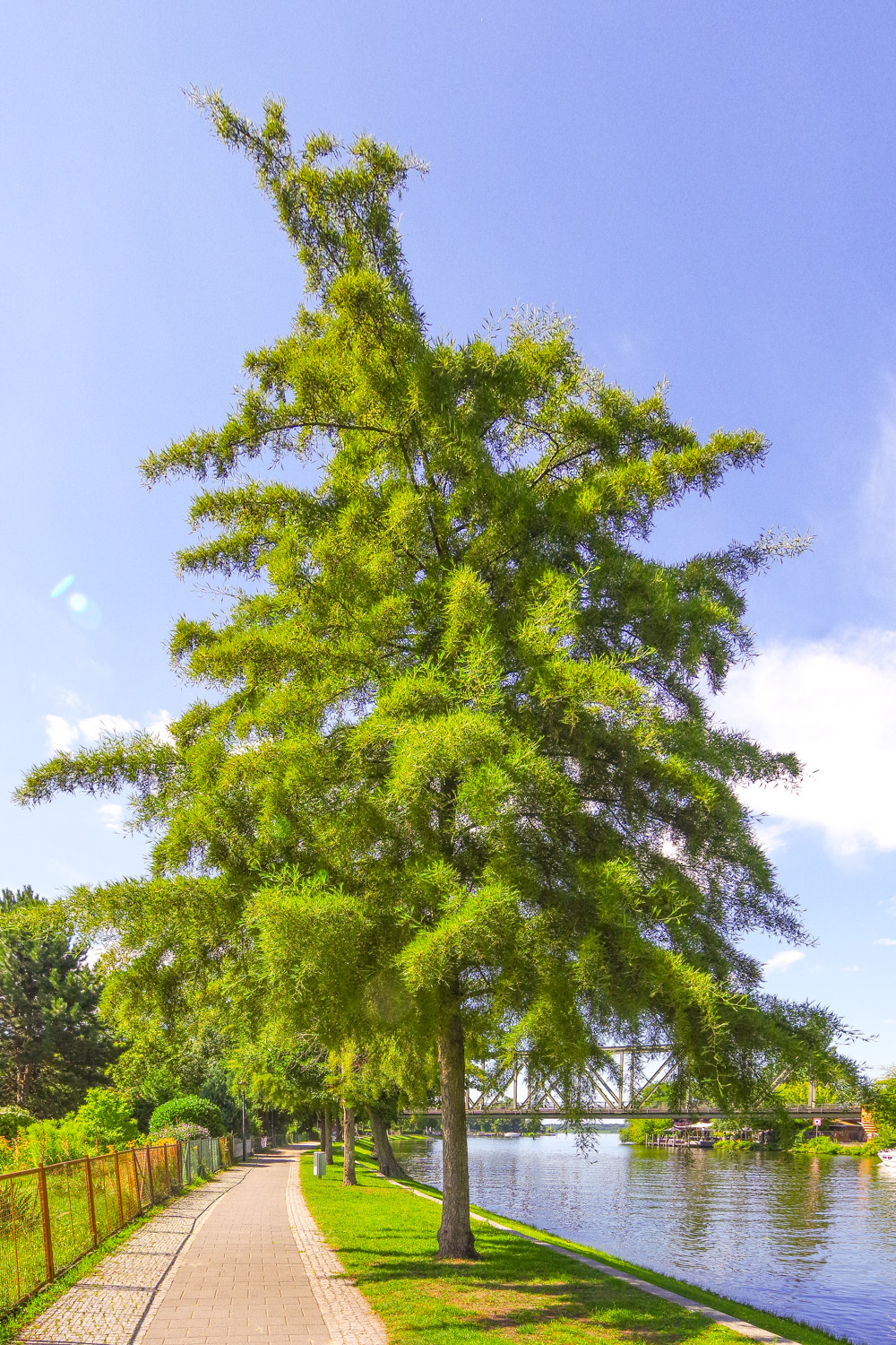 Alnus glutinosa 'Imperialis' - Schwielowsee - August 2025