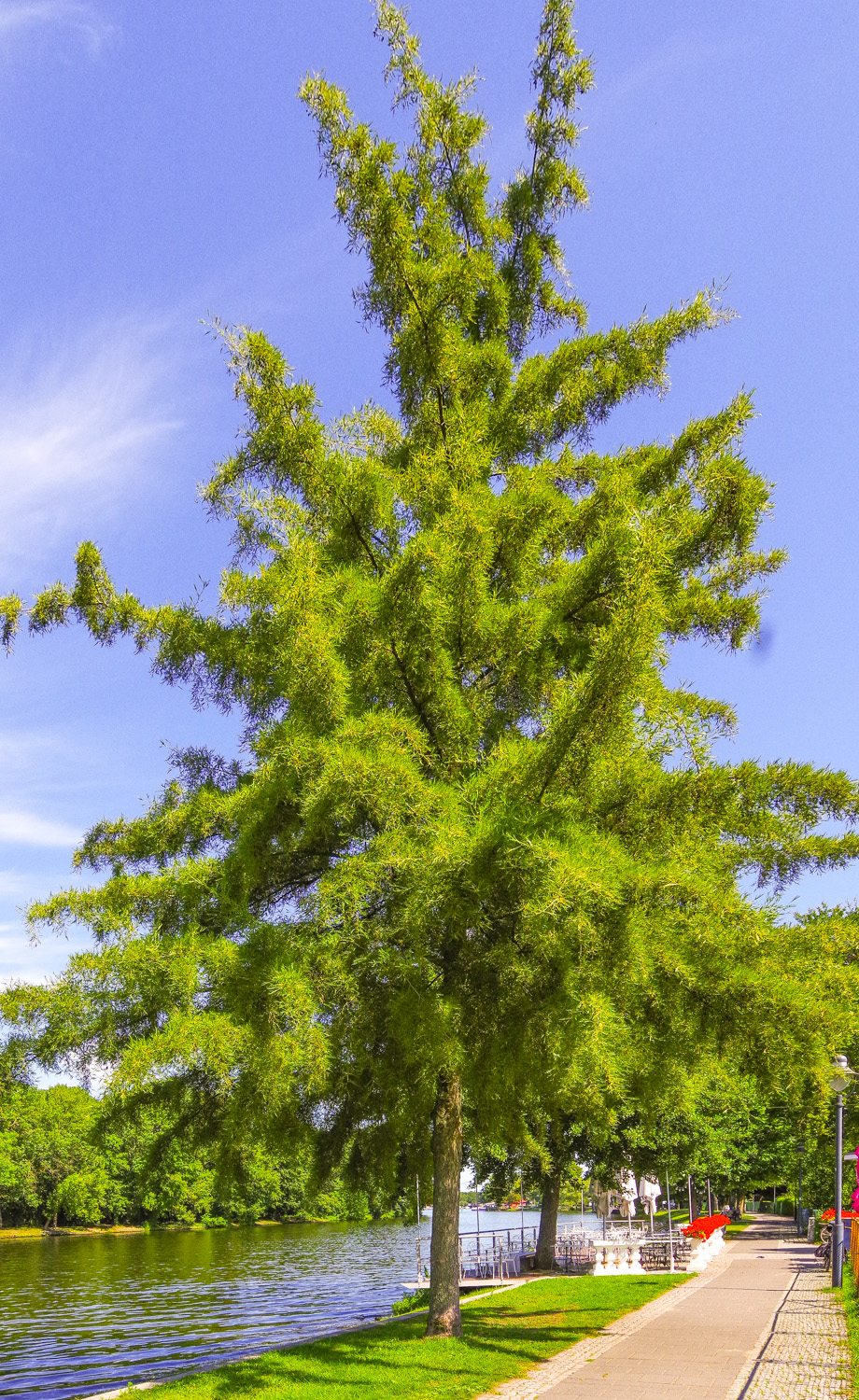 Alnus glutinosa 'Imperialis' - Schwielowsee - August 2025
