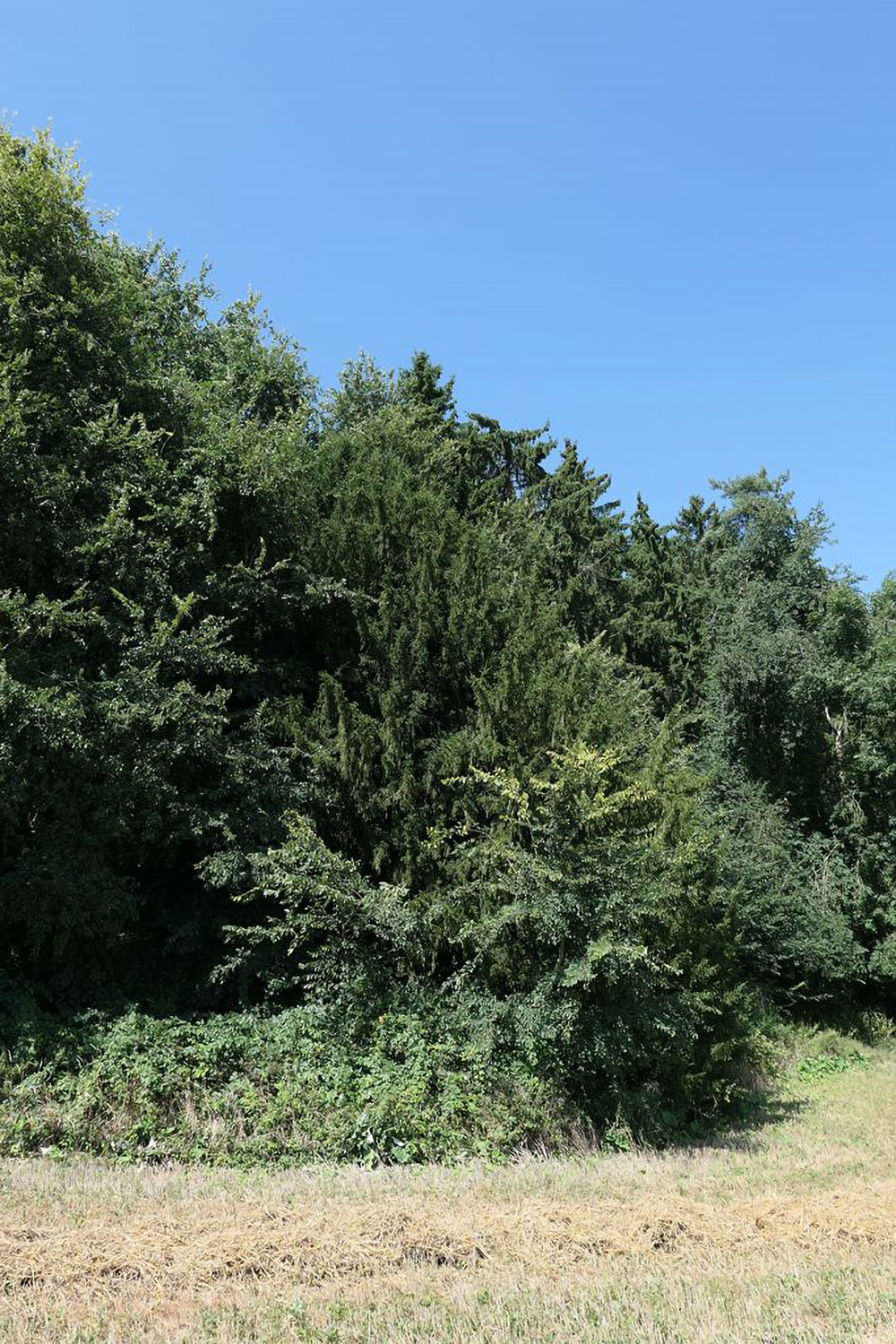 Europäische Eibe beim Sommerhaus - Hebertshausen - August 2025