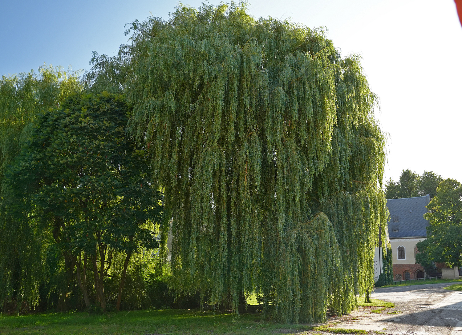 Trauer-Dotter-Weide, Ostansicht mit Konversenhaus im Hintergrund - Nossen - August 2025