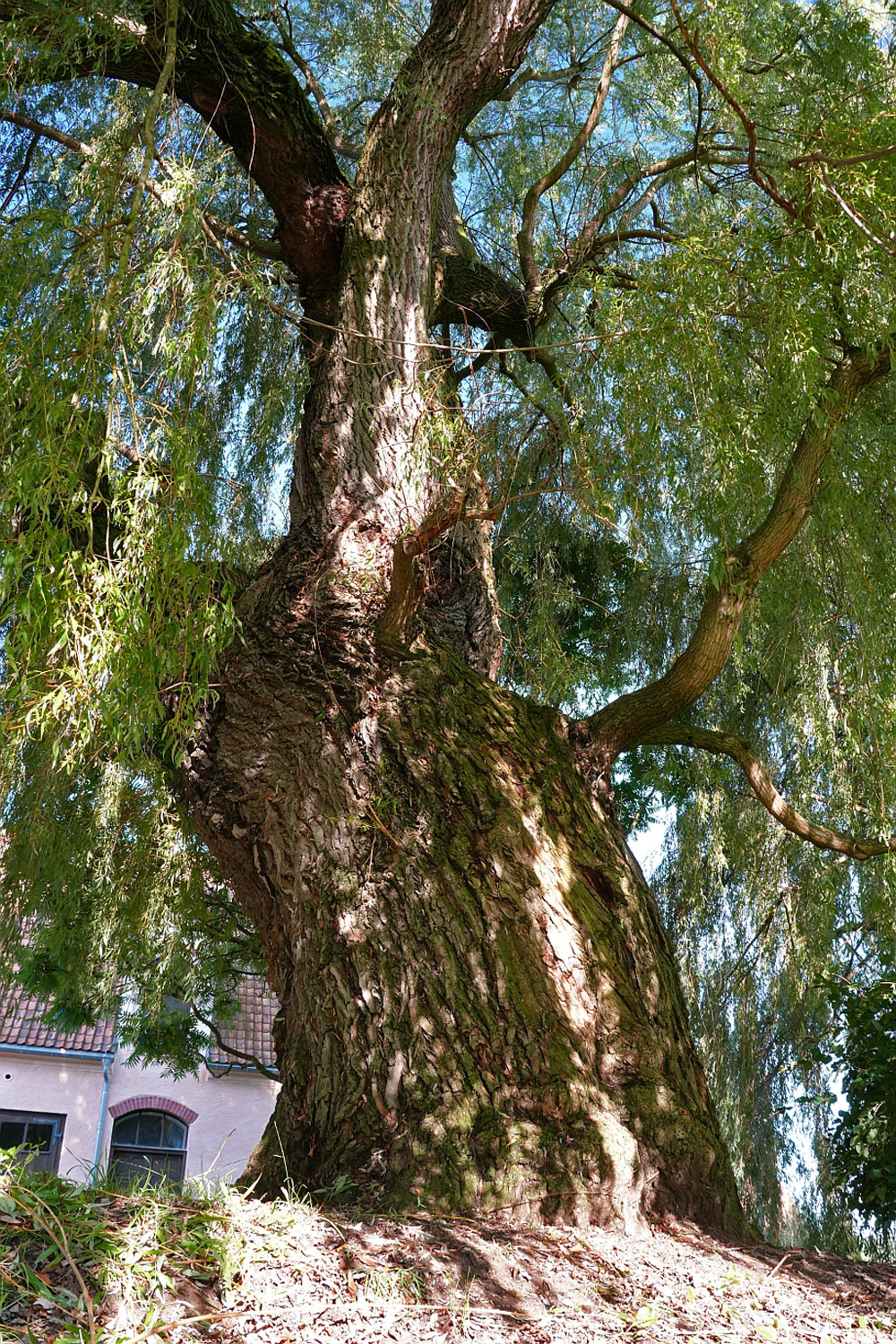 Trauer-Dotter-Weide, Stamm - Nossen - August 2025