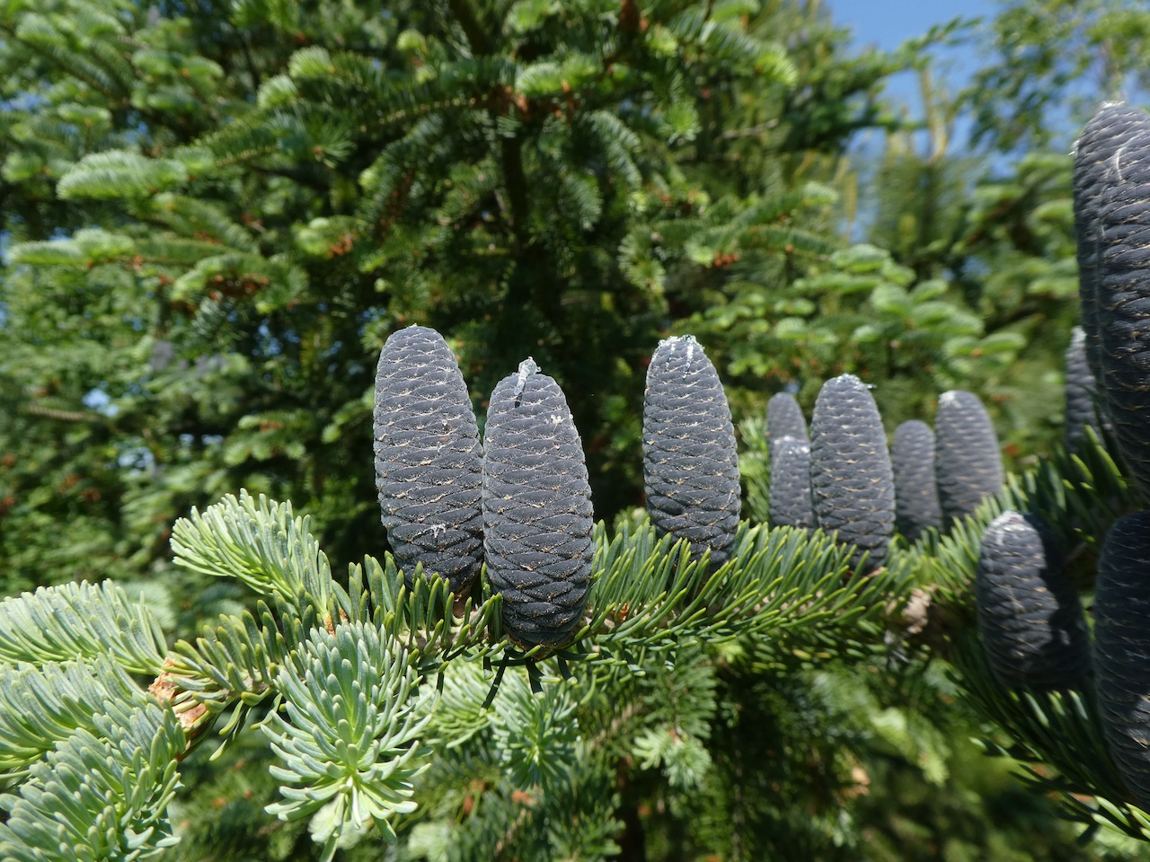 Abies balsamea - Tharandt - Mai 2018