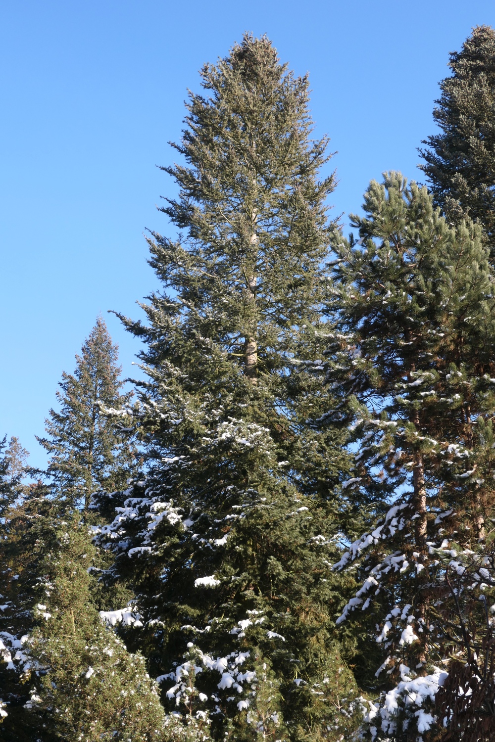 Abies concolor var. lowiana - Pillnitz - Dezember 2022