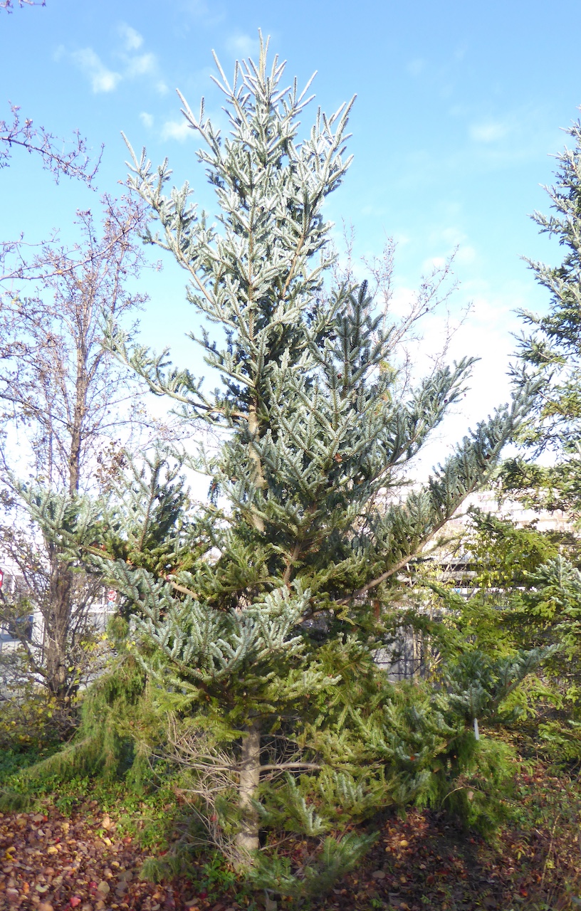 Abies fargesii - Dresden - November 2016