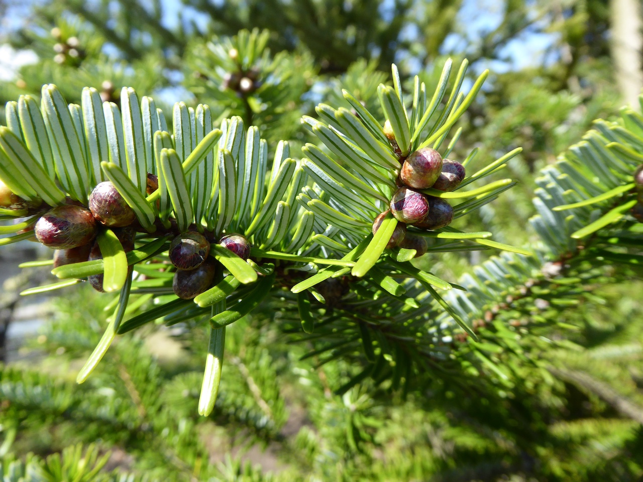 Abies fargesii - Dresden - November 2016