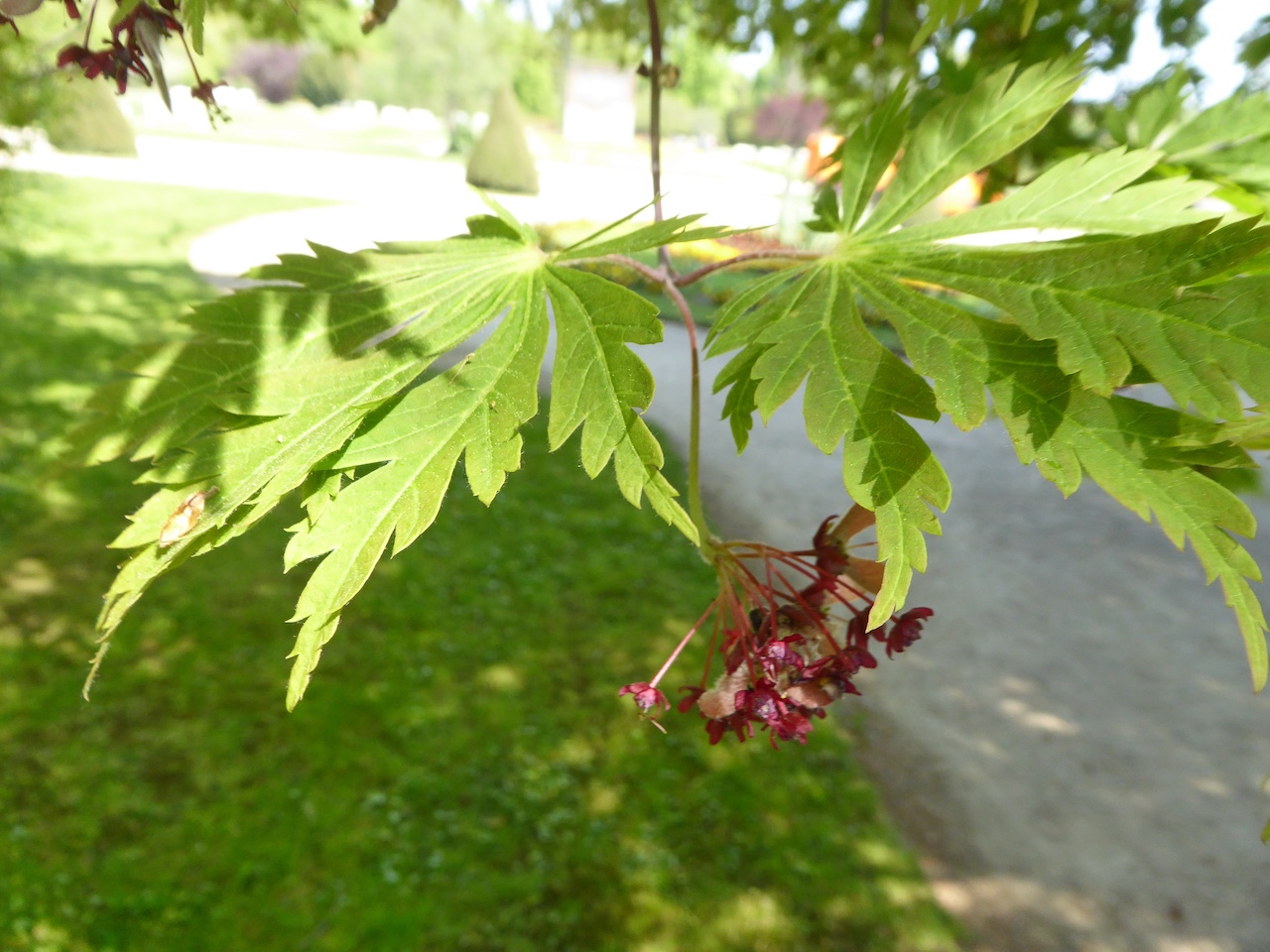 Acer palmatum 'Dissectum' - Dresden - Mai 2022