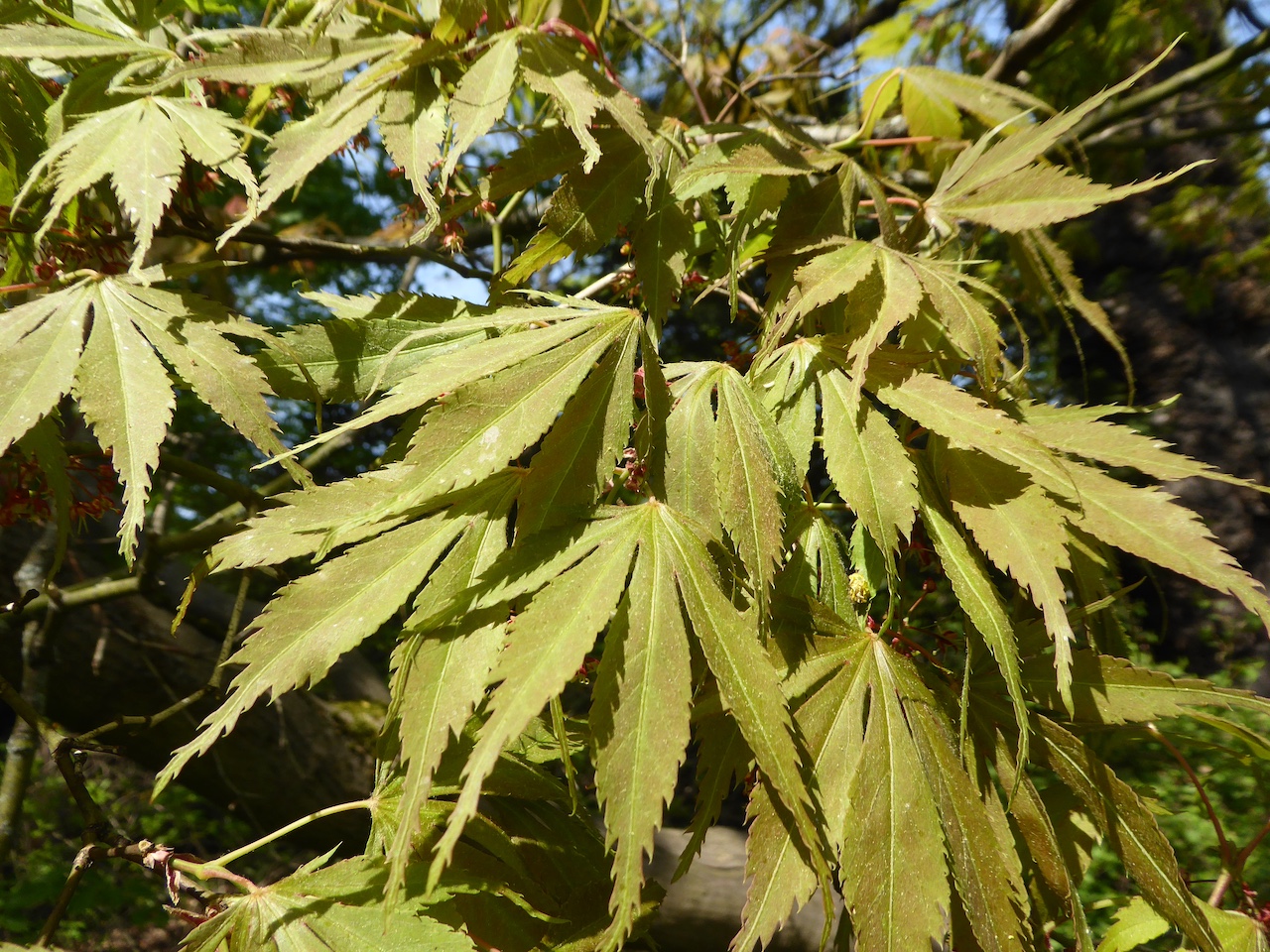Acer palmatum 'Nicholsonii' - Dresden - Mai 2022