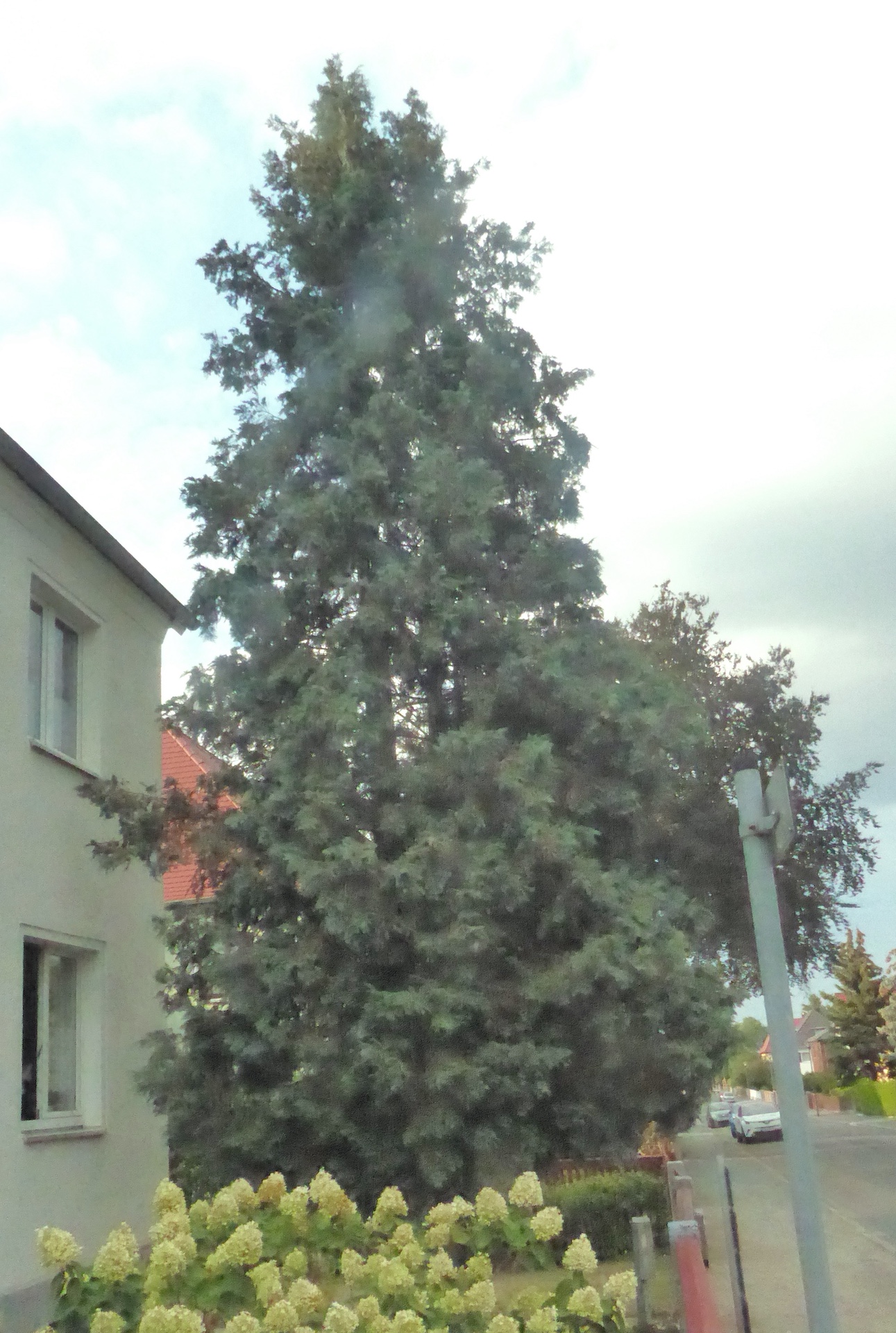 Chamaecyparis lawsoniana 'Spek' - Dresden-Luga - August 2022