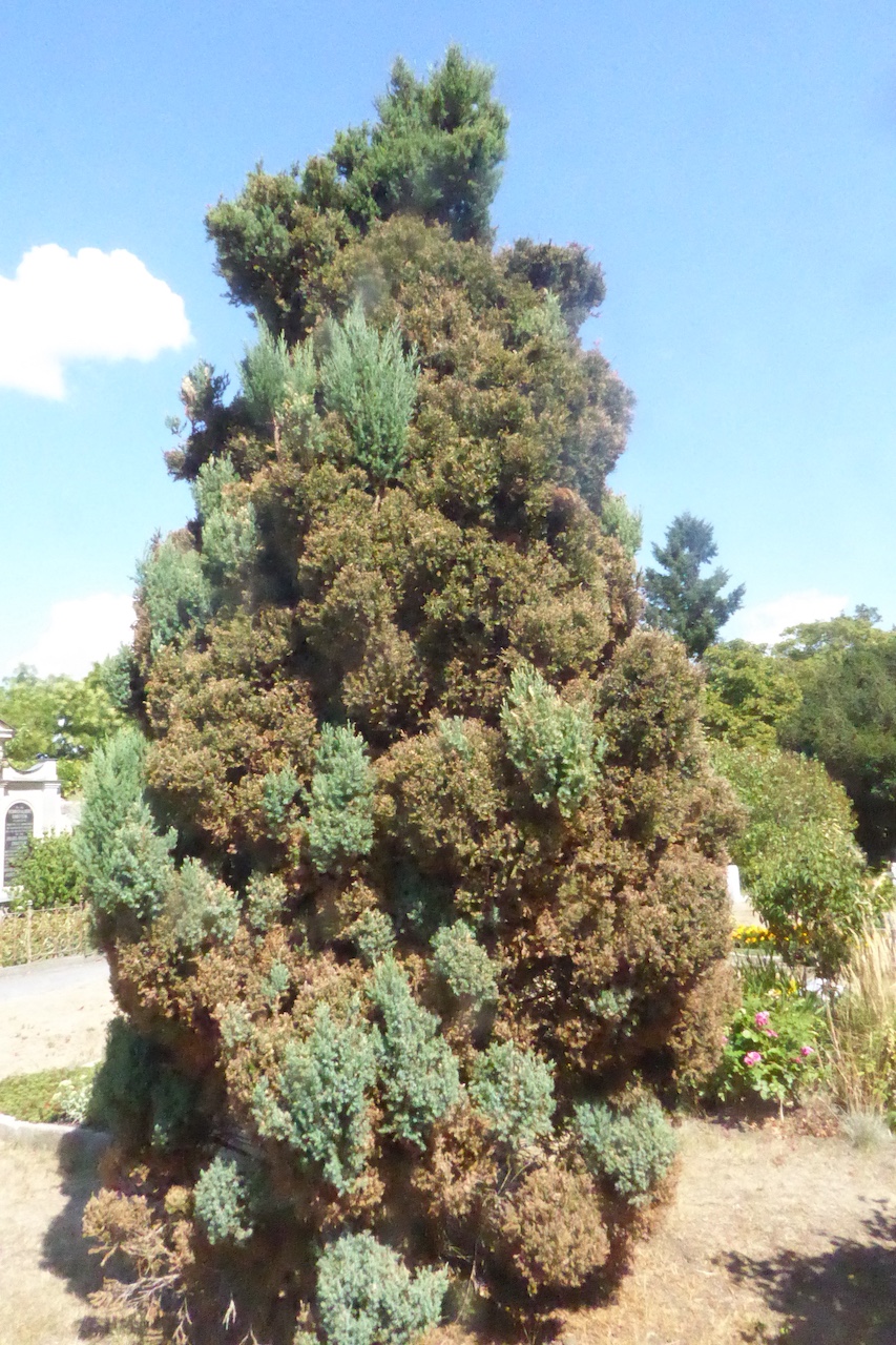 Juniperus chinensis 'Obelisk' - Dresden-Johannstadt - August 2022