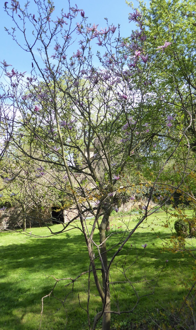 Magnolia 'Anne Rosse' - Scharfenberg - Mai 2021