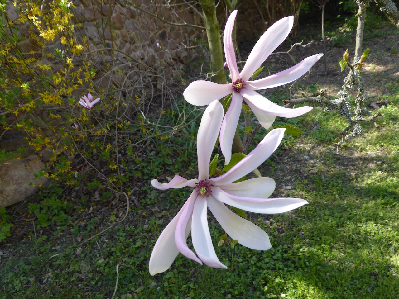 Magnolia 'Anne Rosse' - Scharfenberg - Mai 2021