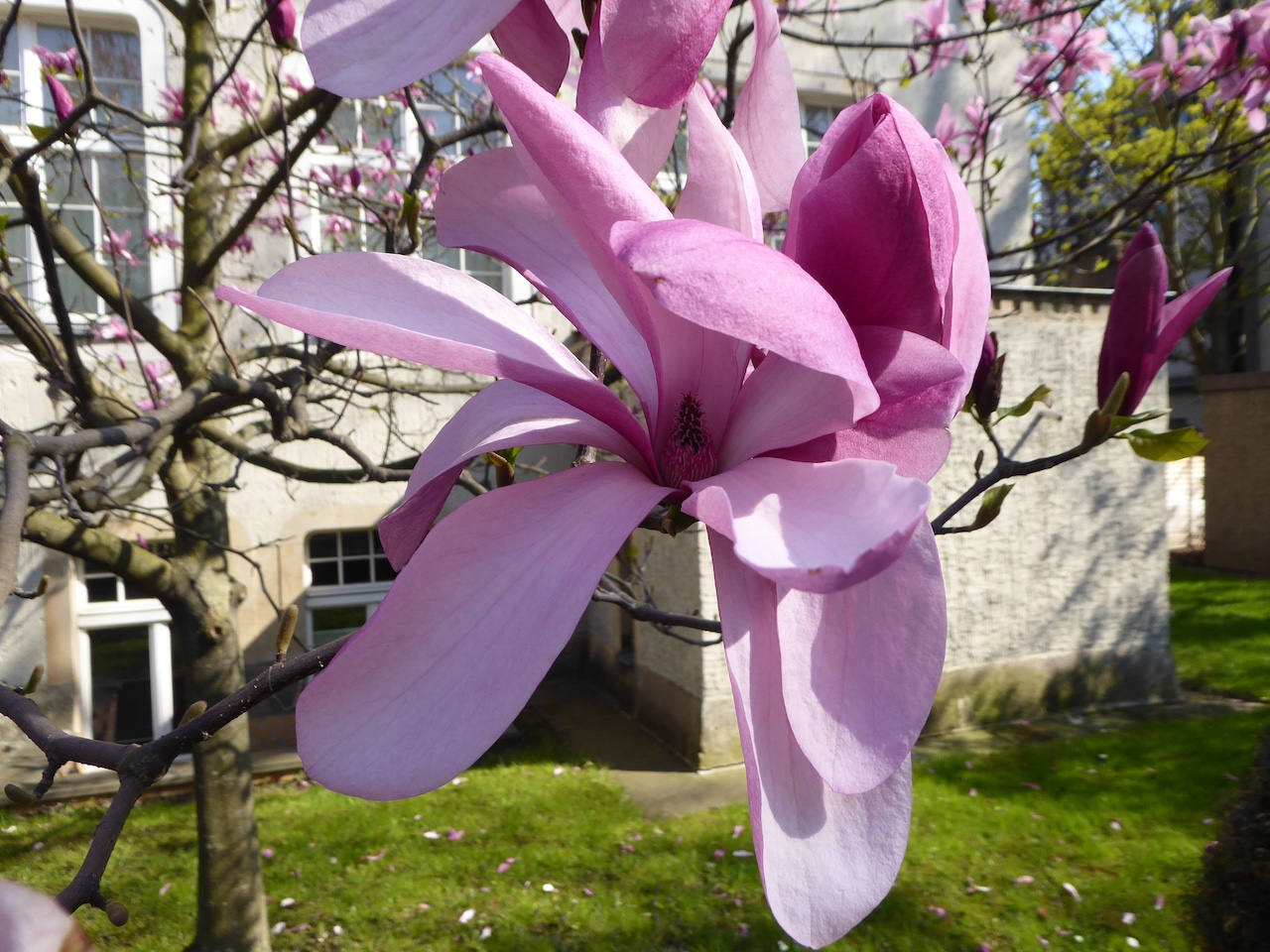 Magnolia 'Galaxy' - Dresden-Gruna - April 2021