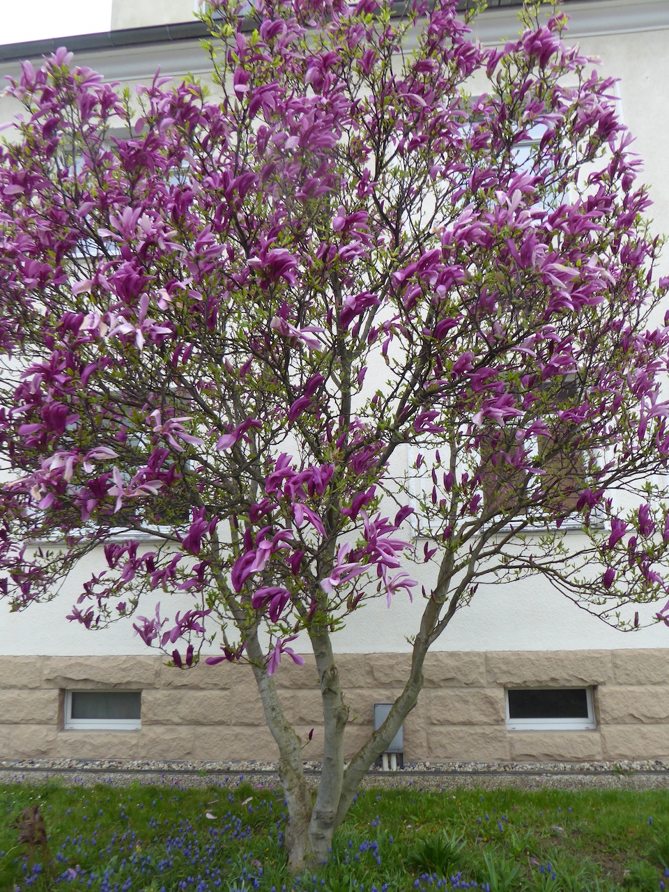 Magnolia 'Ricki' - Dresden-Niedersedlitz - April 2022
