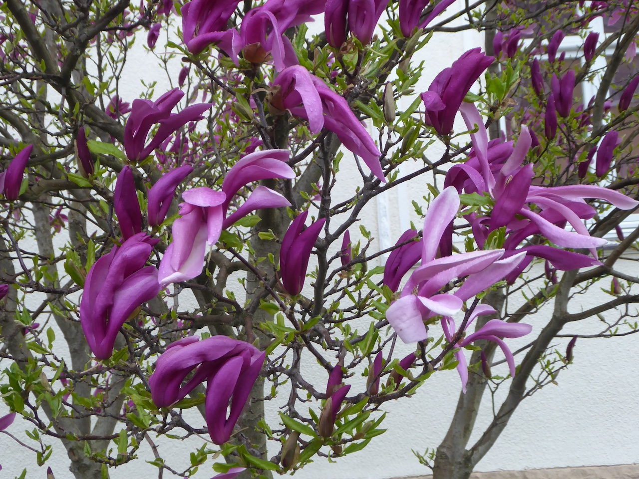 Magnolia 'Ricki' - Dresden-Niedersedlitz - April 2022
