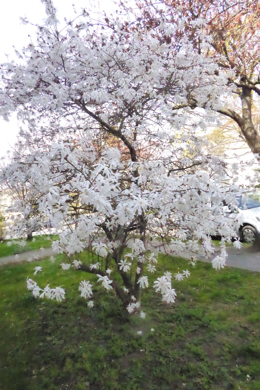 Magnolia stellata 'Royal Star' - Dresden-Großzschachwitz - April 2022