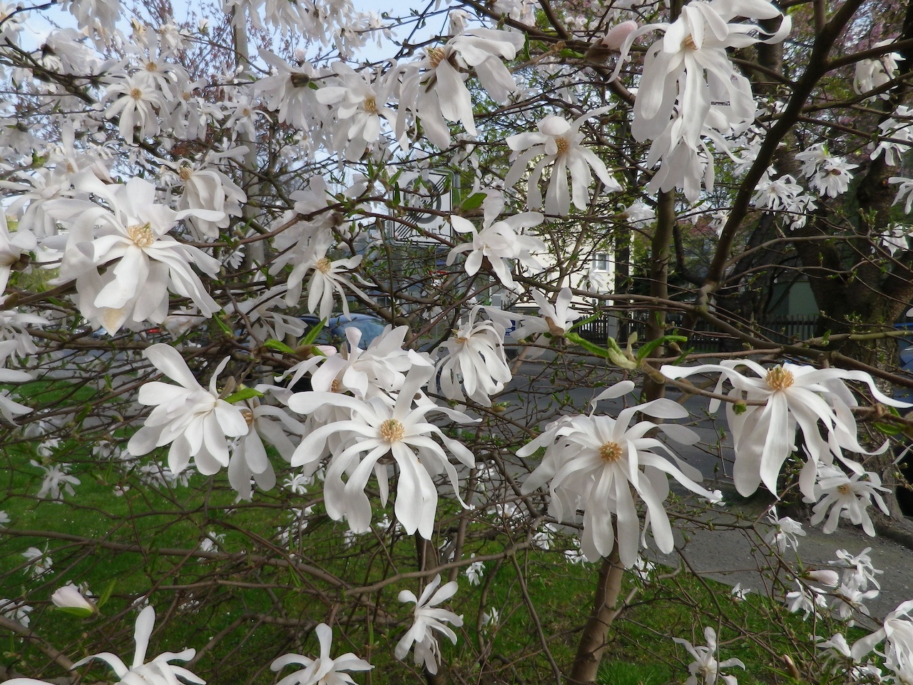 Magnolia stellata 'Royal Star' - Dresden-Großzschachwitz - April 2022