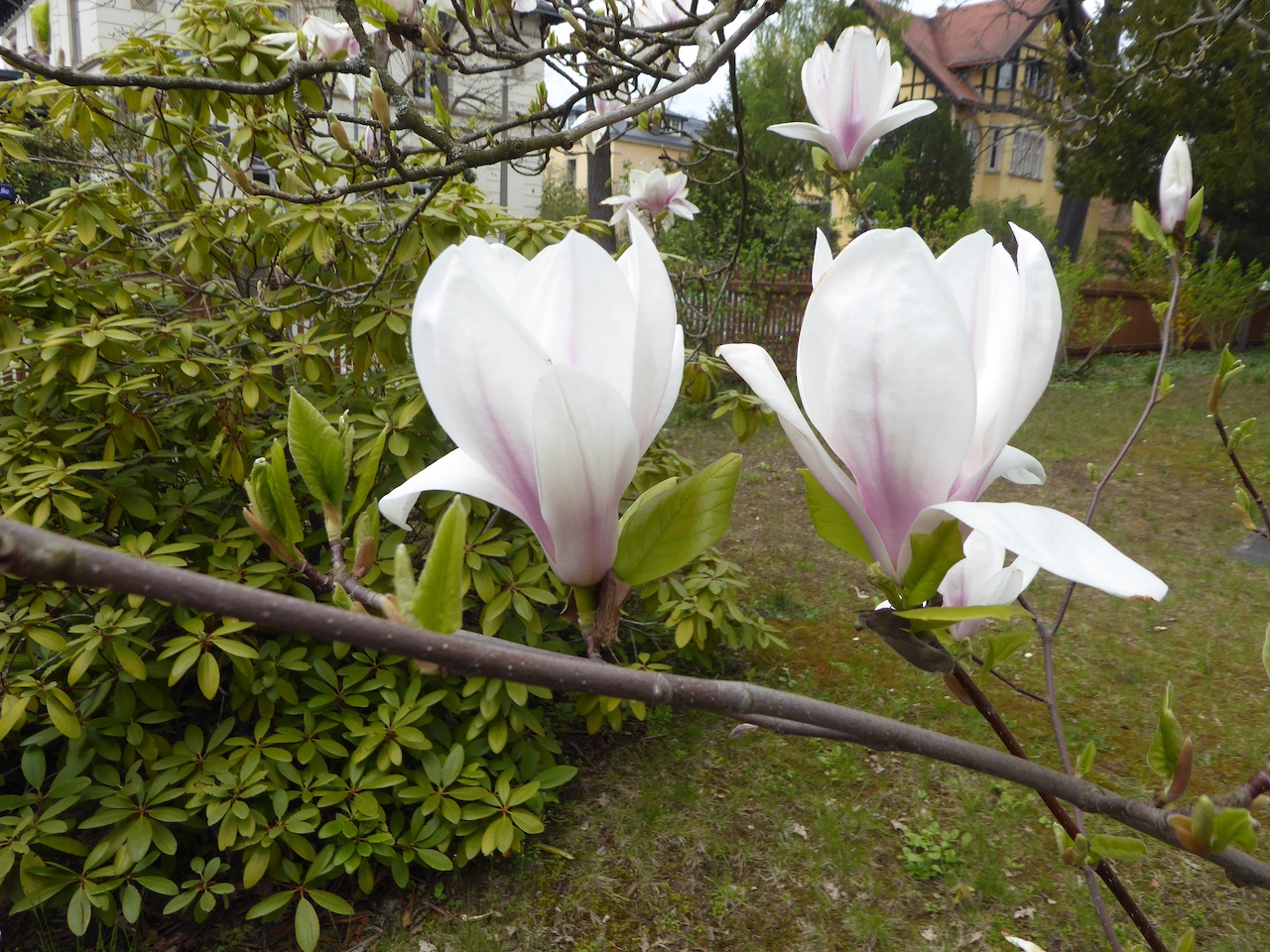 Magnolia x soulangeana 'Norbertii' - Dresden-Blasewitz - Mai 2021