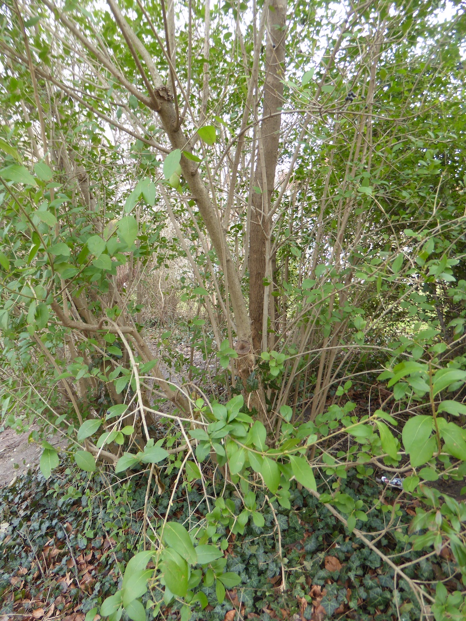Ligustrum ovalifolium - Dresden - März 2017