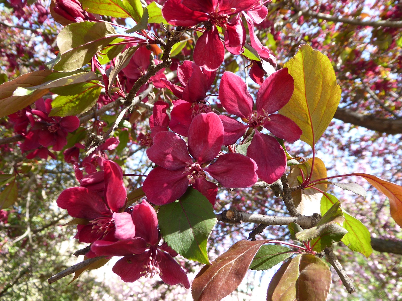 Malus 'Royalty' - Dresden-Neustadt - April 2020