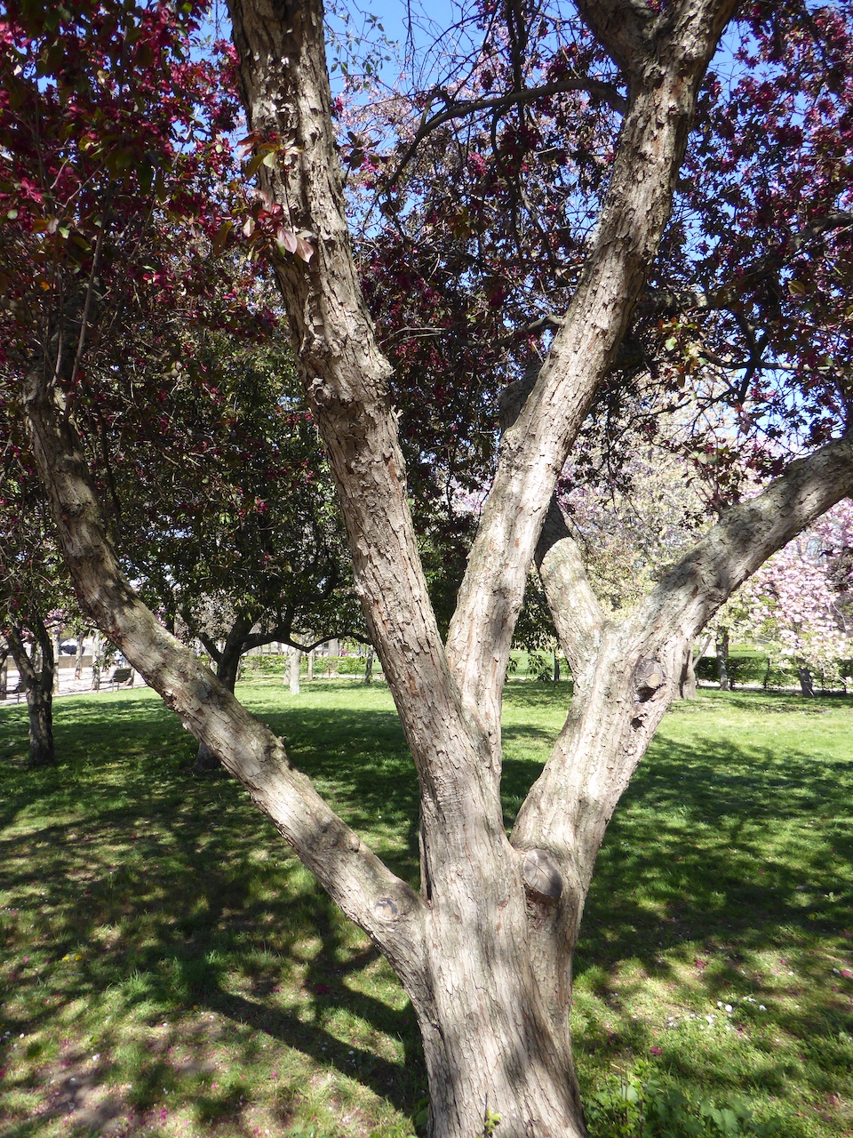 Malus 'Royalty' - Dresden-Neustadt - April 2020