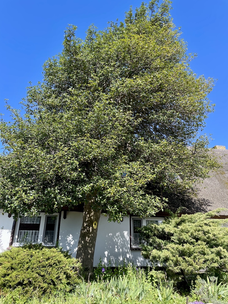 Ilex aquifolium - Mönchgut-Groß Zicker - Mai 2026