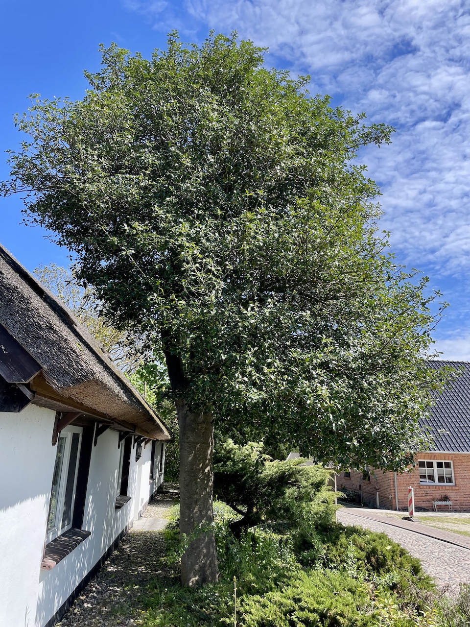 Ilex aquifolium - Mönchgut-Groß Zicker - Mai 2026