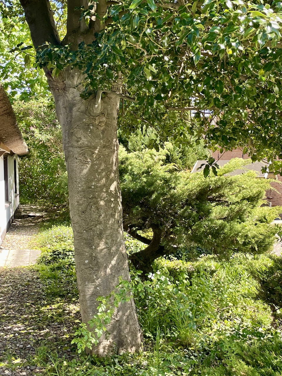 Ilex aquifolium - Mönchgut-Groß Zicker - Mai 2026