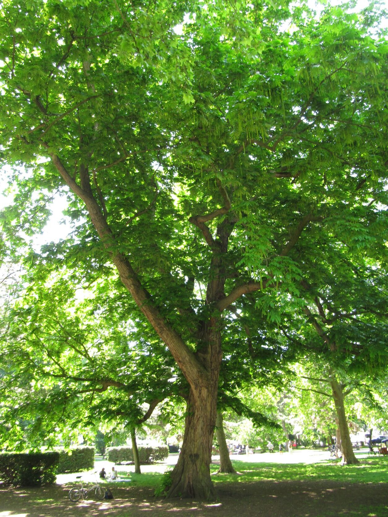 Pterocarya fraxinifolia - Köln - Mai 2022