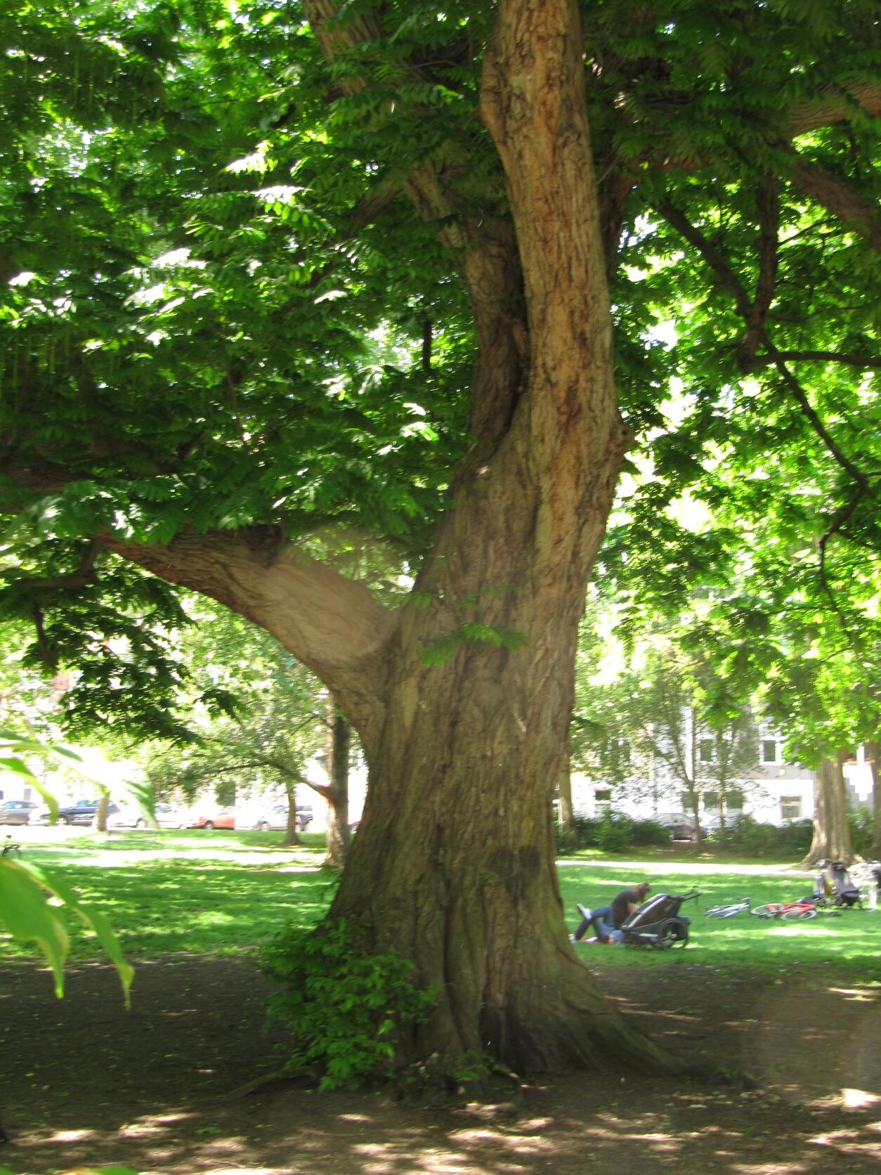 Pterocarya fraxinifolia - Köln - Mai 2022