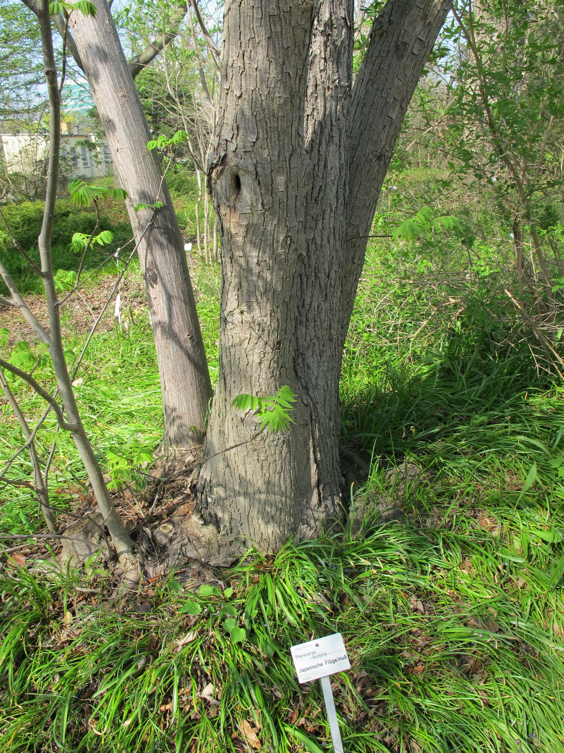 Pterocarya rhoifolia - Dresden Botanischer Garten - April 2013