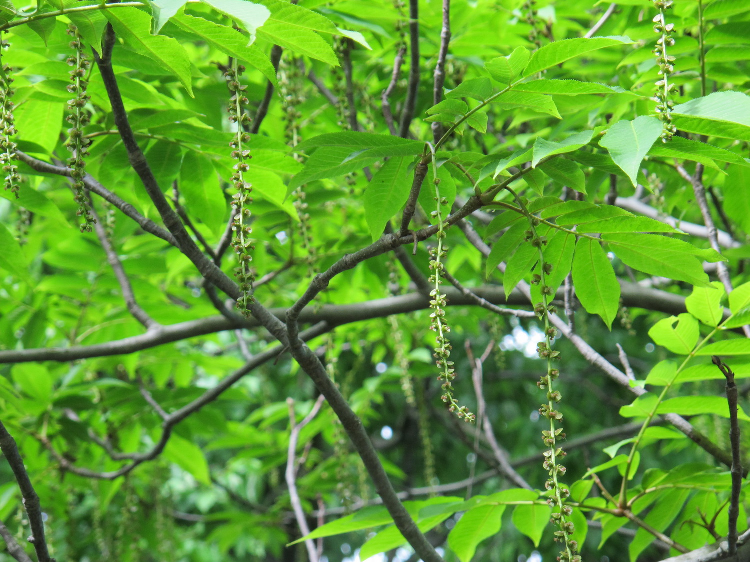 Pterocarya rhoifolia - Dresden Botanischer Garten - Mai 2013