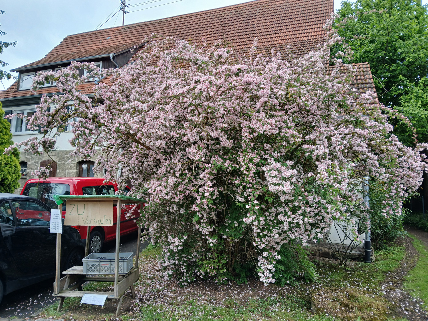 Kolkwitzia amabilis - Kusterdingen-Mähringen - Mai 2025