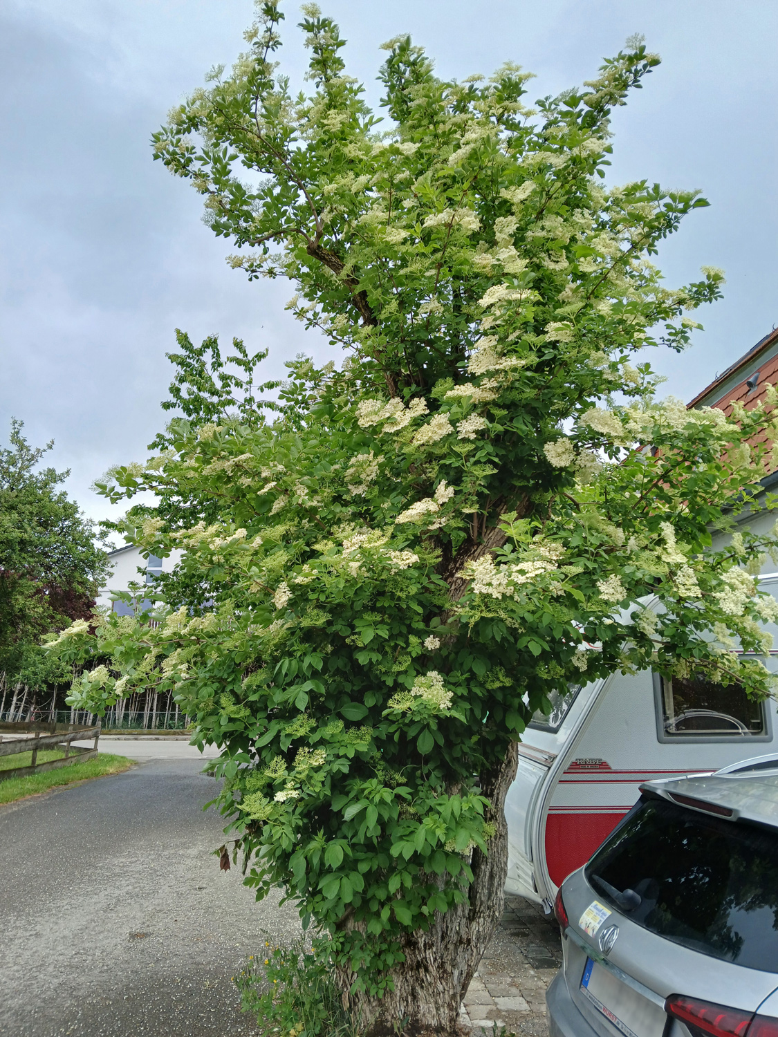 Sambucus nigra - Kusterdingen-Mähringen - Juni 2025