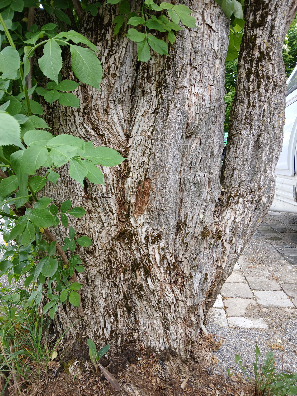 Sambucus nigra - Kusterdingen-Mähringen - Mai 2025