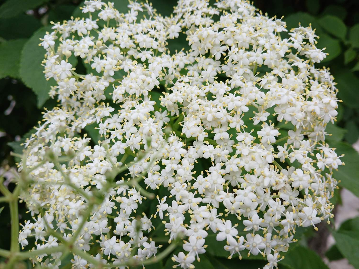 Sambucus nigra - Kusterdingen-Mähringen - Mai 2025